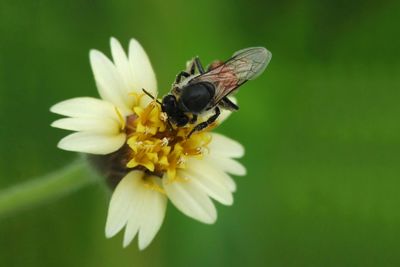 Close-up of insect on flower