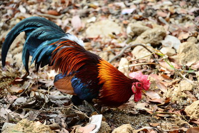 Close-up of rooster on land