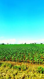 Scenic view of field against clear sky