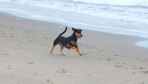 Dog standing on beach