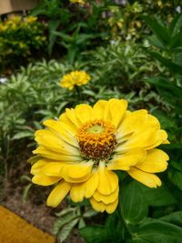 Close-up of yellow flowering plant