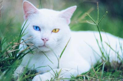 Close-up portrait of cat