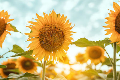 Close-up of sunflower