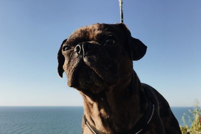 Dog looking away against sky