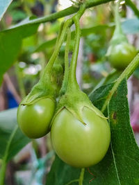 Close-up of lemon growing on tree