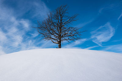 Bare tree on snow covered land against sky