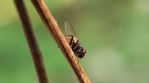 Close-up of insect on plant