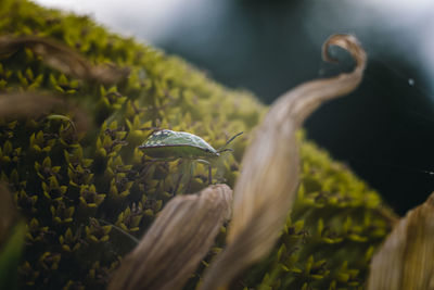 Close-up of lizard in water