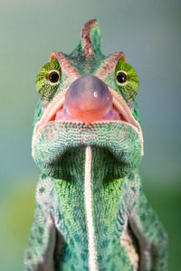 Veiled chameleon with his tongue like bubbles gum