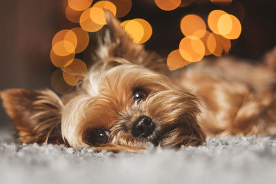 Close-up of dog resting