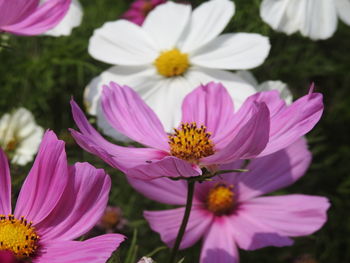 Close-up of pink cosmos flowers