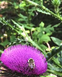 Close-up of bee on purple flower