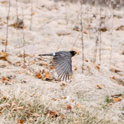 View of bird flying over land