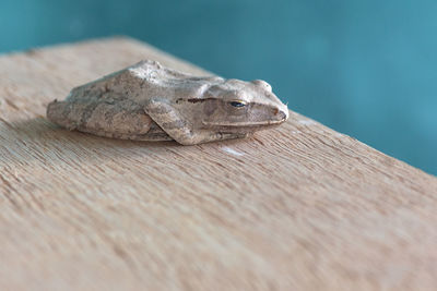 Close-up of lizard on table