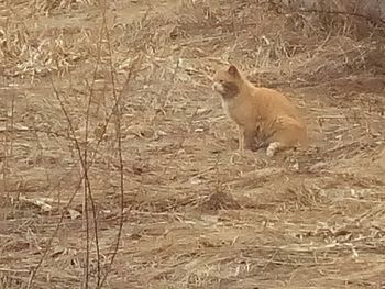 Lion on field