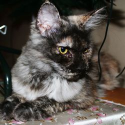 Close-up portrait of cat sitting