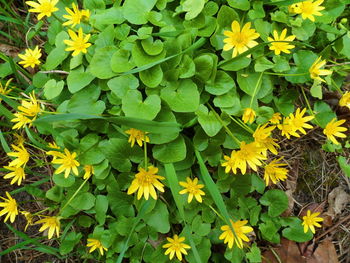 High angle view of yellow flowering plants
