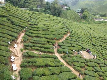 High angle view of rice paddy