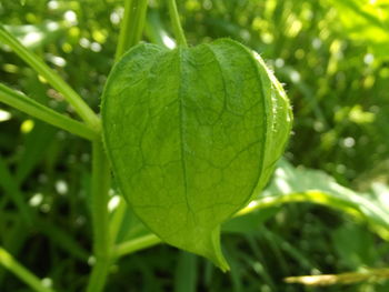 Close-up of fresh green leaf