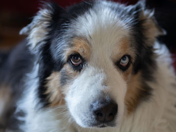 Close-up portrait of dog