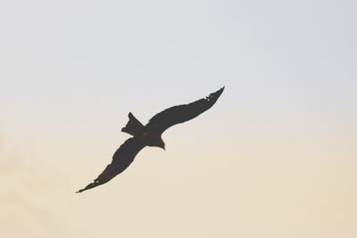 Low angle view of a bird flying