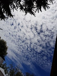 Low angle view of trees against sky during winter