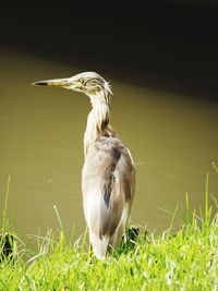 Close-up of gray heron on grass
