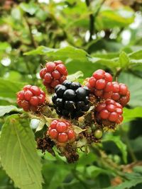 Close-up of blackberries in different stages of ripening on tree