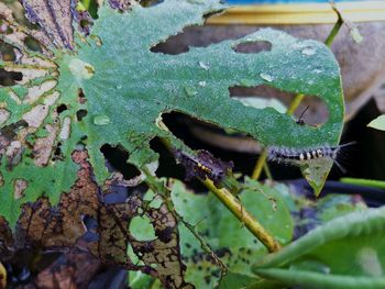 Close-up of insect on leaves