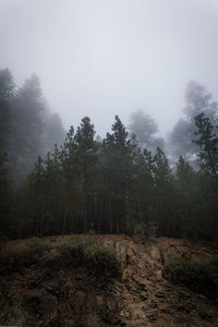 View of forest in foggy weather