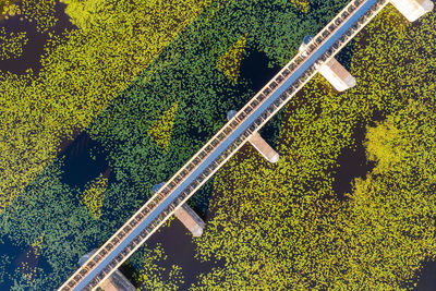 High angle view of trees by plants