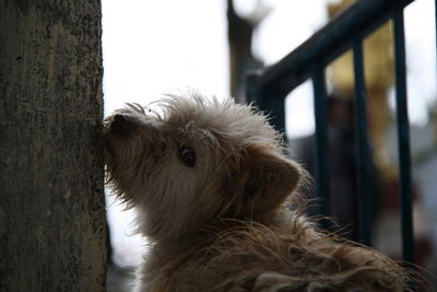 Close-up of a dog looking away