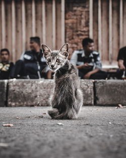 Portrait of cat sitting outdoors