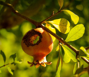 Close-up of fruit on tree