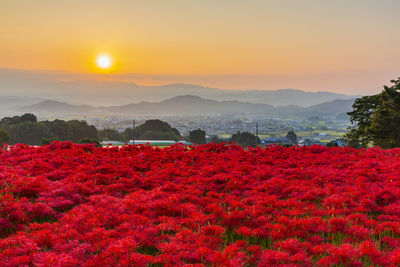 Red flowering plants on land against sky during sunset