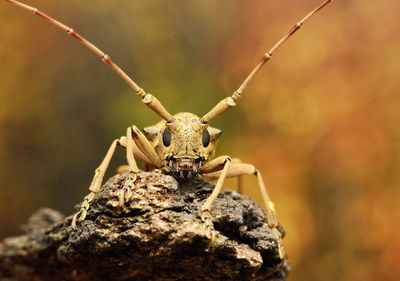 Close-up of insect on rock