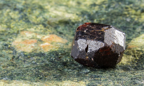 Close-up of shell on rock