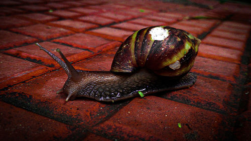 snail