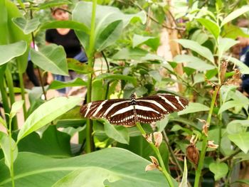 Butterfly on plant