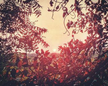 Low angle view of trees against sky