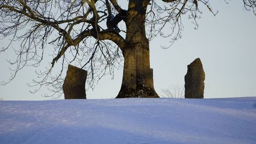 Trees on snow covered landscape against sky