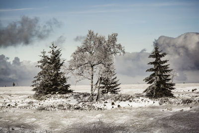Trees on field against sky during winter