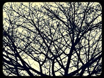 Low angle view of bare trees against sky