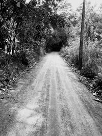 Road passing through forest