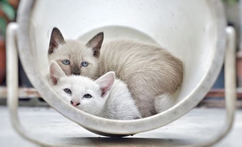 Cat with kitten sitting in bucket