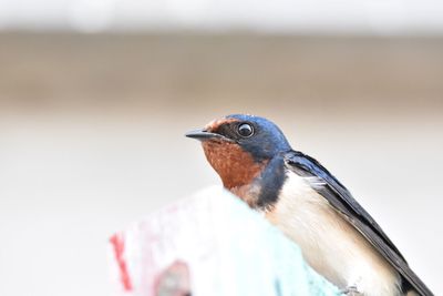 Close-up of bird perching outdoors