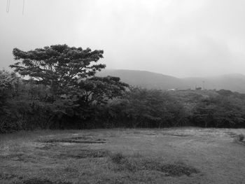 Trees on field against clear sky