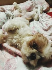 Portrait of dog lying down on bed