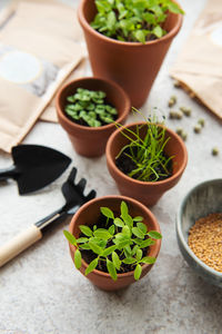 Pots with seedlings, seeds and sowing equipment on the table. healthy food.