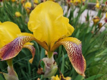 Close-up of yellow flowering plant